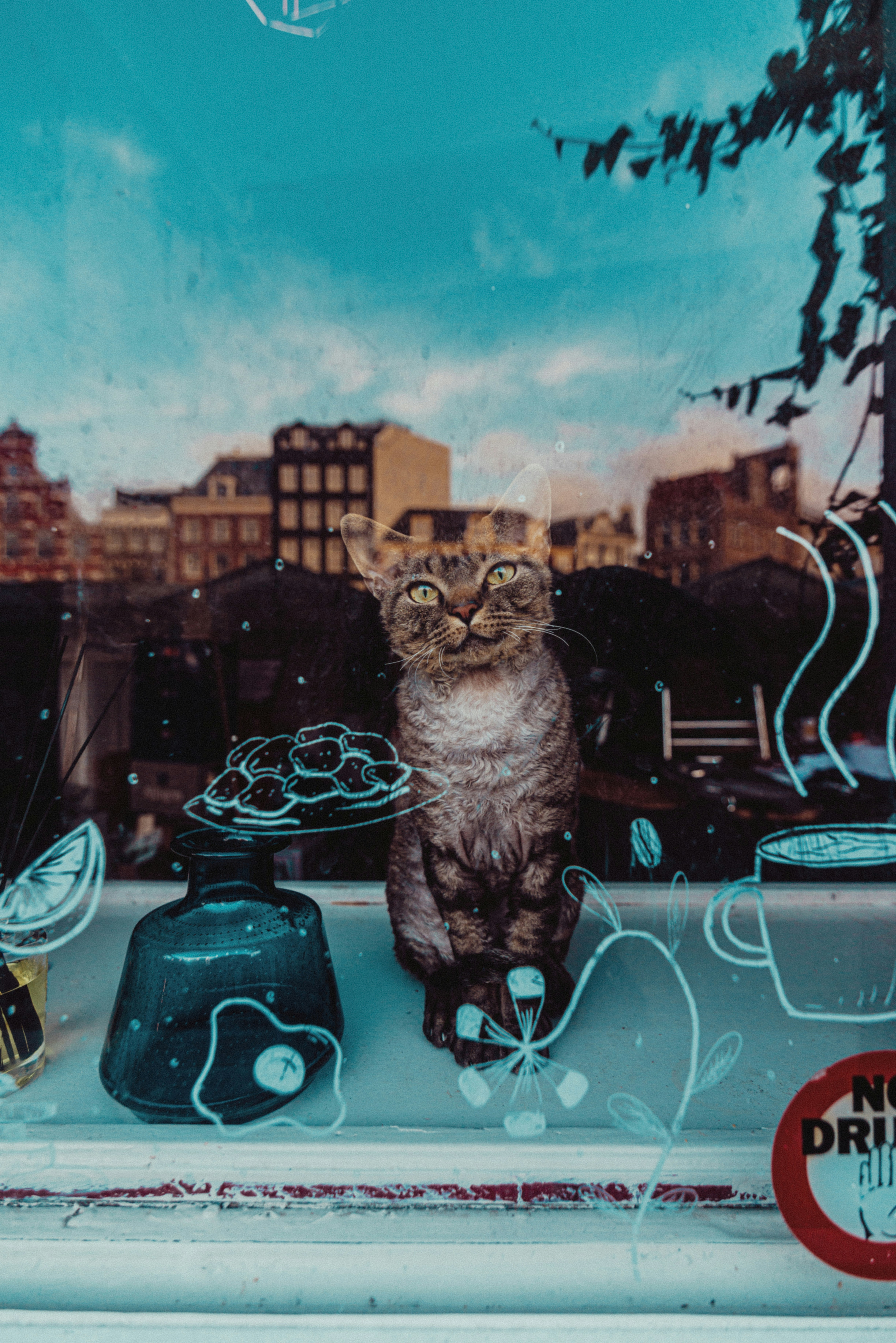 Real bodega cat from NYC